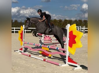Koń holsztyński, Klacz, 6 lat, 166 cm, Siwa