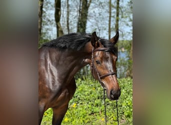 Koń holsztyński, Klacz, 6 lat, 167 cm, Ciemnogniada