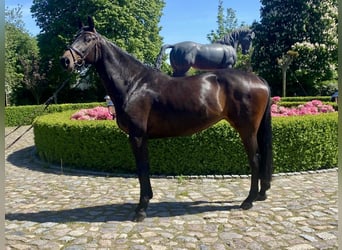 Koń holsztyński, Klacz, 6 lat, 167 cm, Ciemnogniada