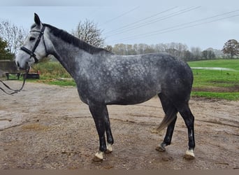 Koń holsztyński, Klacz, 6 lat, 167 cm, Siwa jabłkowita
