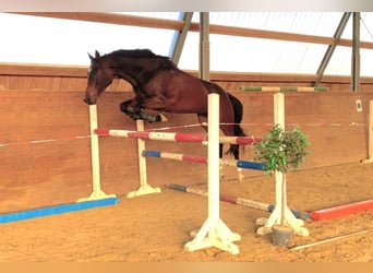 Koń holsztyński, Klacz, 6 lat, 168 cm, Ciemnogniada