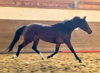 Koń holsztyński, Klacz, 6 lat, 168 cm, Ciemnogniada