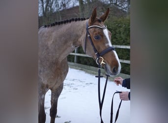 Koń holsztyński, Klacz, 6 lat, 168 cm, Kasztanowata