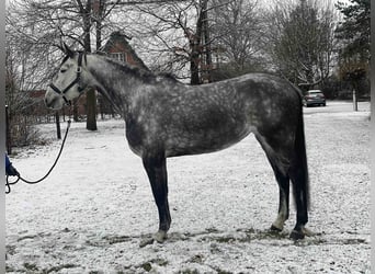 Koń holsztyński, Klacz, 6 lat, 168 cm, Siwa