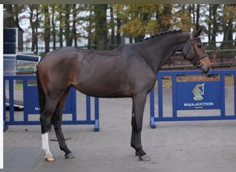 Koń holsztyński, Klacz, 6 lat, 169 cm, Ciemnogniada