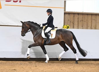 Koń holsztyński, Klacz, 6 lat, 170 cm, Ciemnogniada