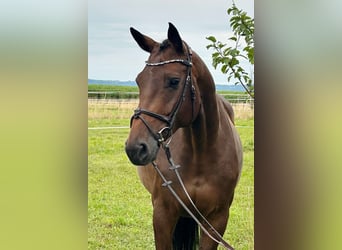 Koń holsztyński, Klacz, 6 lat, 170 cm, Ciemnogniada
