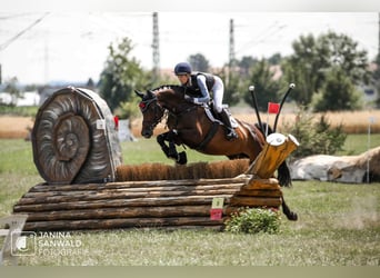 Koń holsztyński, Klacz, 6 lat, 170 cm, Ciemnogniada