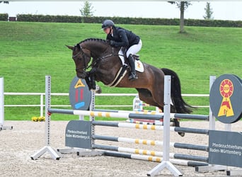 Koń holsztyński, Klacz, 6 lat, 170 cm, Ciemnogniada