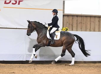 Koń holsztyński, Klacz, 6 lat, 170 cm, Ciemnogniada
