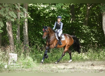 Koń holsztyński, Klacz, 6 lat, 170 cm, Ciemnogniada