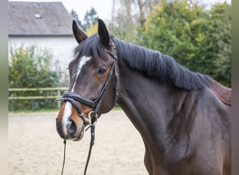 Koń holsztyński, Klacz, 6 lat, 170 cm, Gniada