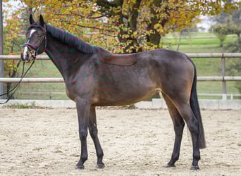 Koń holsztyński, Klacz, 6 lat, 170 cm, Gniada