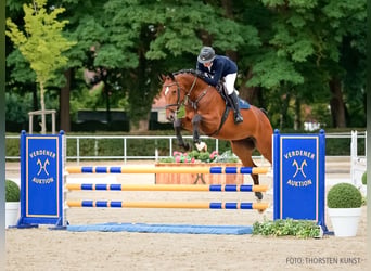 Koń holsztyński, Klacz, 6 lat, 170 cm, Gniada