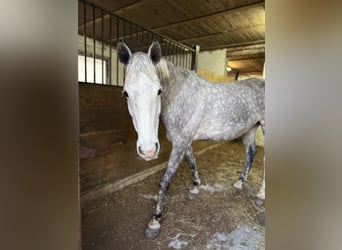 Koń holsztyński, Klacz, 6 lat, 170 cm, Siwa jabłkowita