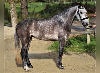 Koń holsztyński, Klacz, 6 lat, 170 cm, Siwa