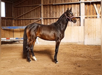 Koń holsztyński, Klacz, 6 lat, 172 cm, Ciemnogniada
