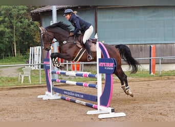 Koń holsztyński, Klacz, 6 lat, 172 cm, Ciemnogniada