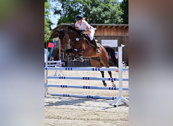 Koń holsztyński, Klacz, 6 lat, 172 cm, Ciemnogniada