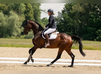 Koń holsztyński, Klacz, 6 lat, 172 cm, Ciemnogniada