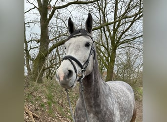 Koń holsztyński, Klacz, 6 lat, 173 cm, Siwa