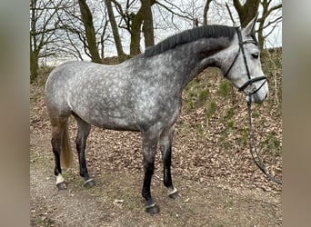 Koń holsztyński, Klacz, 6 lat, 173 cm, Siwa