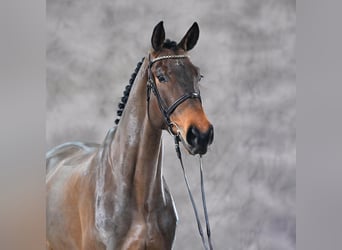 Koń holsztyński, Klacz, 6 lat, 177 cm, Gniada