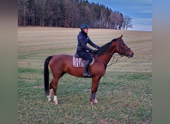 Koń holsztyński, Klacz, 6 lat, Ciemnokasztanowata