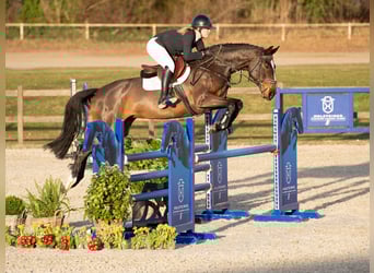 Koń holsztyński, Klacz, 6 lat, Gniada