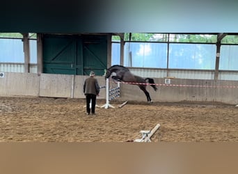 Koń holsztyński, Klacz, 7 lat, 161 cm, Ciemnogniada