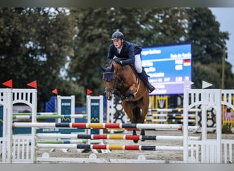 Koń holsztyński, Klacz, 7 lat, 162 cm, Gniada