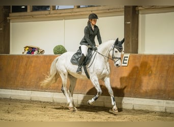 Koń holsztyński, Klacz, 7 lat, 162 cm, Siwa