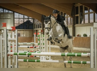 Koń holsztyński, Klacz, 7 lat, 162 cm, Siwa