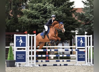 Koń holsztyński, Klacz, 7 lat, 163 cm, Kasztanowata