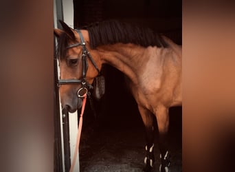 Koń holsztyński, Klacz, 7 lat, 164 cm, Gniada