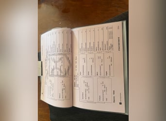 Koń holsztyński, Klacz, 7 lat, 164 cm, Gniada