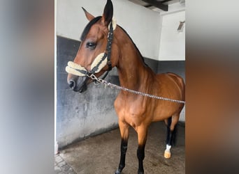 Koń holsztyński, Klacz, 7 lat, 164 cm, Gniada