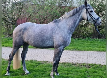 Koń holsztyński, Klacz, 7 lat, 164 cm, Siwa