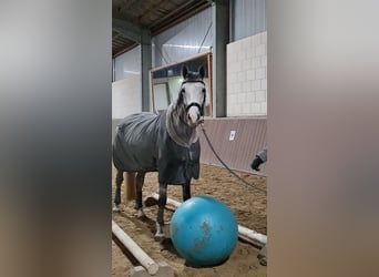 Koń holsztyński, Klacz, 7 lat, 164 cm, Siwa