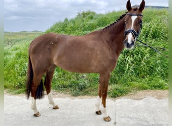 Koń holsztyński, Klacz, 7 lat, 165 cm, Ciemnokasztanowata