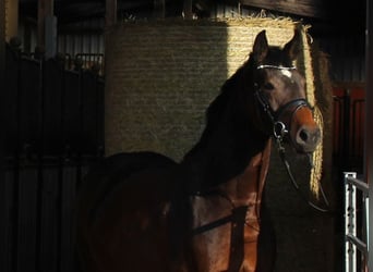 Koń holsztyński, Klacz, 7 lat, 167 cm, Gniada