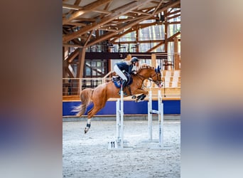 Koń holsztyński, Klacz, 7 lat, 167 cm, Kasztanowata