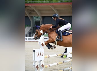 Koń holsztyński, Klacz, 7 lat, 167 cm, Kasztanowata
