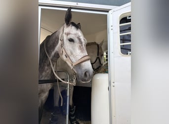 Koń holsztyński, Klacz, 7 lat, 167 cm, Siwa jabłkowita