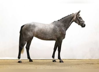 Koń holsztyński, Klacz, 7 lat, 167 cm, Siwa jabłkowita