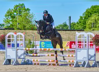 Koń holsztyński, Klacz, 7 lat, 167 cm, Skarogniada