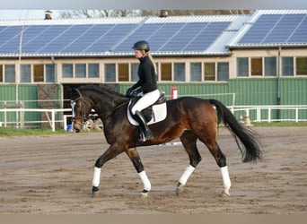 Koń holsztyński, Klacz, 7 lat, 167 cm, Skarogniada