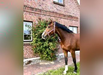 Koń holsztyński, Klacz, 7 lat, 168 cm, Gniada