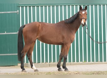 Koń holsztyński, Klacz, 7 lat, 168 cm, Gniada