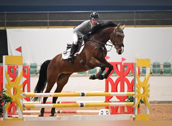 Koń holsztyński, Klacz, 7 lat, 168 cm, Gniada